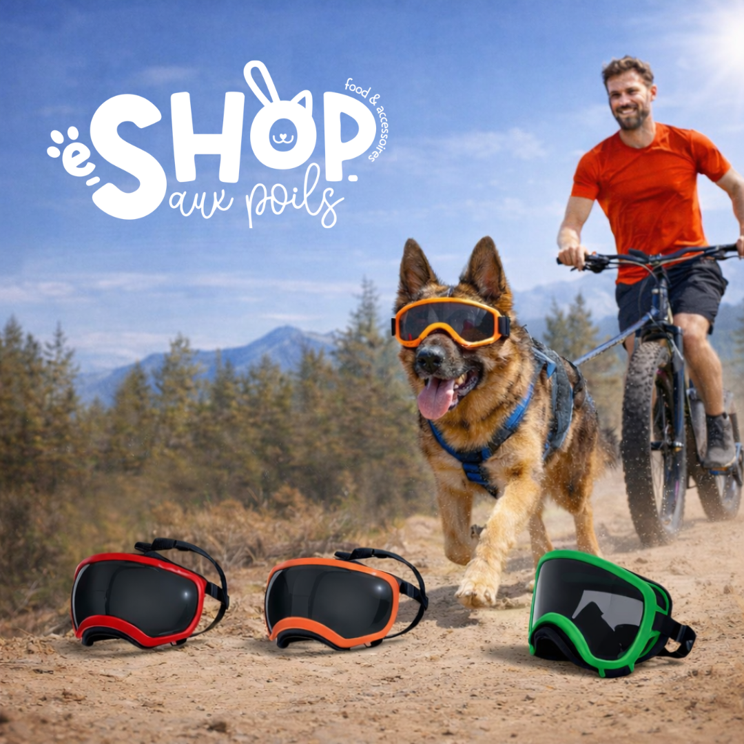 Pourquoi protéger les yeux de votre chien avec des lunettes est essentiel ?