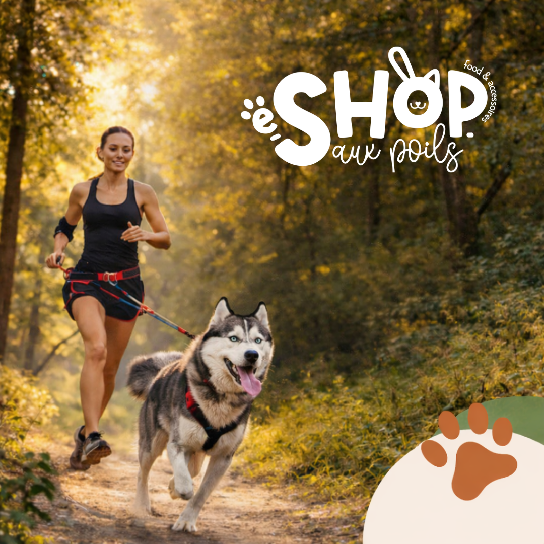 Pourquoi l’exercice est essentiel pour votre chien ?