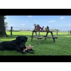 Retrodog Donkey Rose M