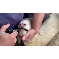 Bolus minéral Sheep Bullet 10 pièces