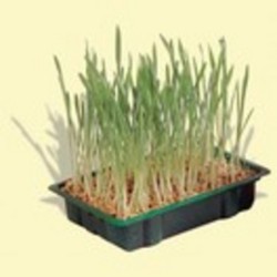 Herbe à chat en barquette