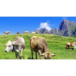 Croustillants au fromage SwissCowers Original (30 friandises)