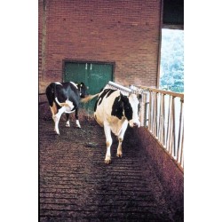 Brosse à bétail Vink