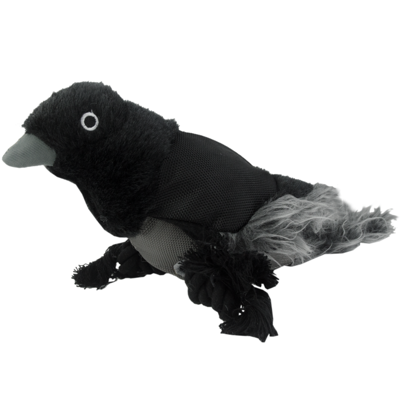 Chien Corbeau de la vie sauvage