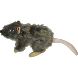 Chien et rat sauvages