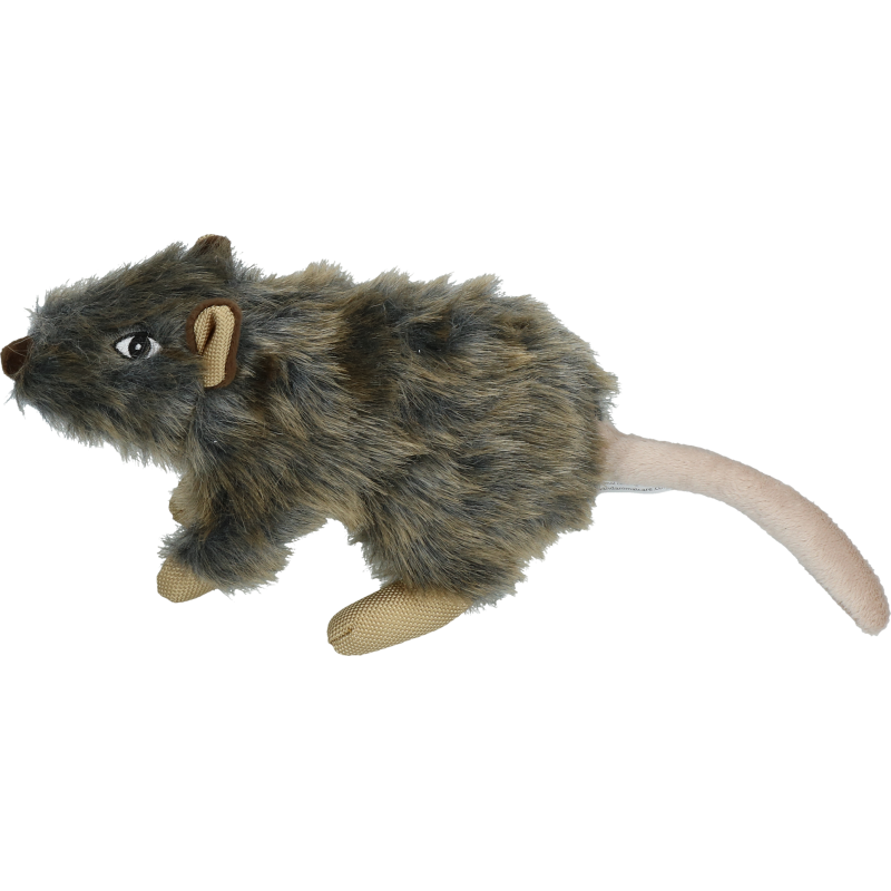 Chien et rat sauvages