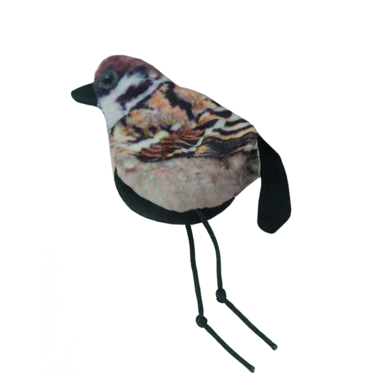 Moineau-chat sauvage