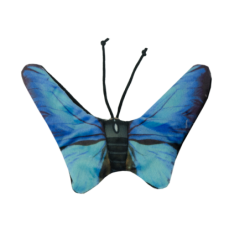 Chat sauvage, papillon bleu