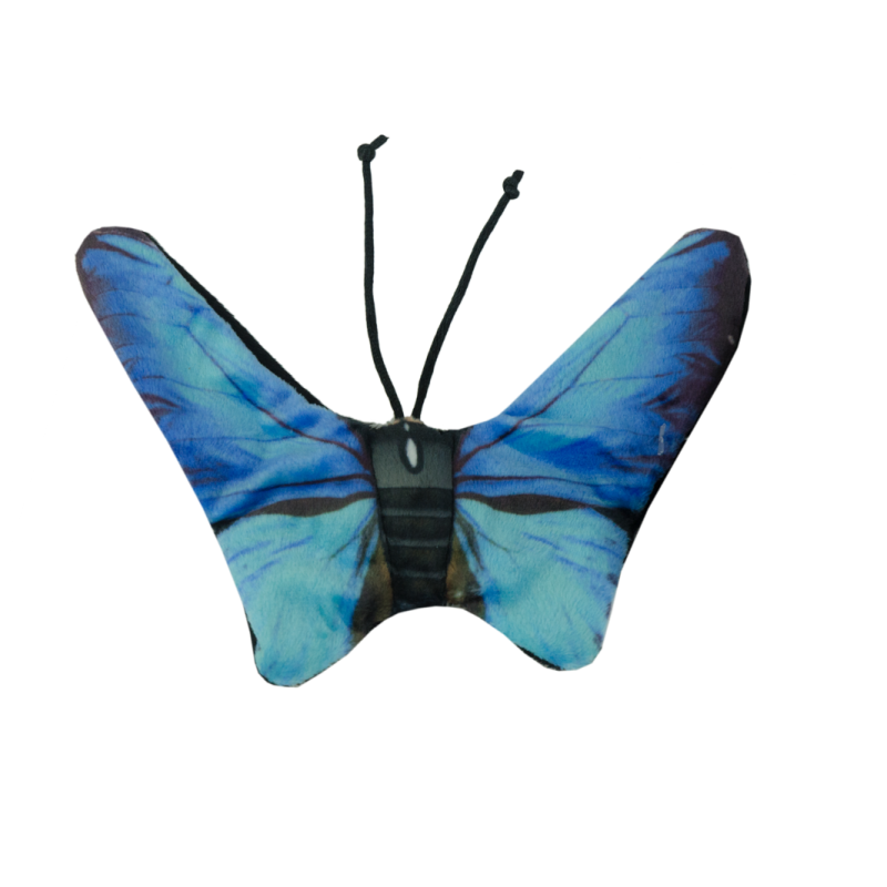 Chat sauvage, papillon bleu