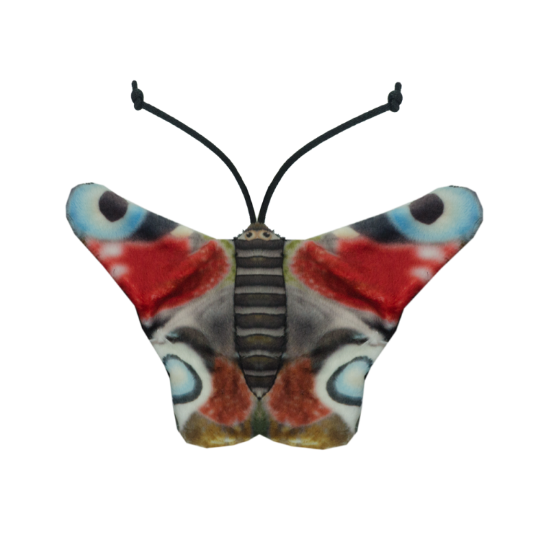 Chat sauvage, paon, papillon