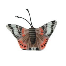 Chat sauvage Amiral Papillon