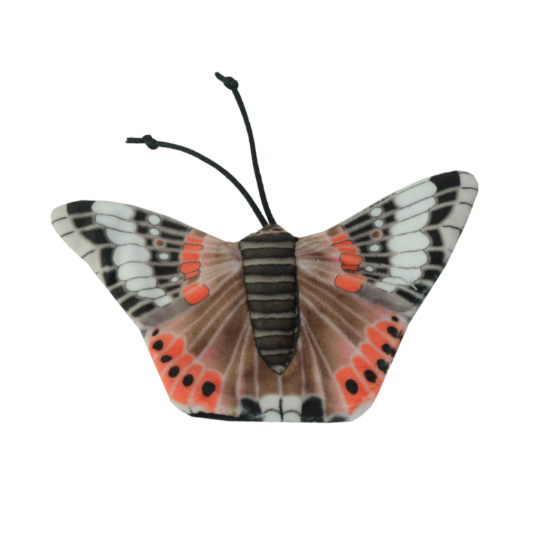 Chat sauvage Amiral Papillon