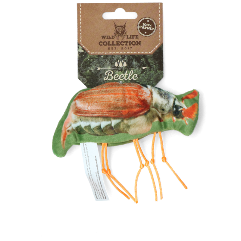 Scarabée-chat sauvage