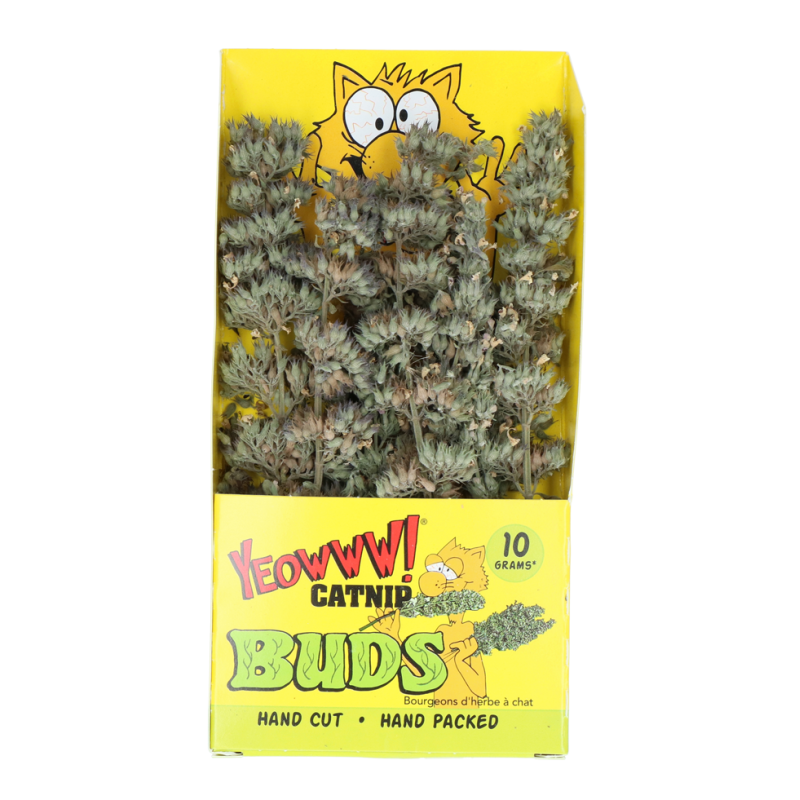 Ouah ! Des bourgeons d'herbe à chat