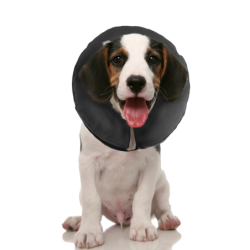 Collier Zenpet ProCollar XS