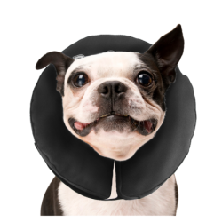 Collier Zenpet ProCollar M