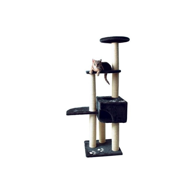 Alicante - Arbre à chat