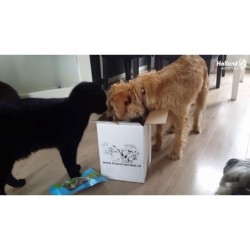 Bâtonnet d'épinards Braaaf Vegan Snack - 6 cm