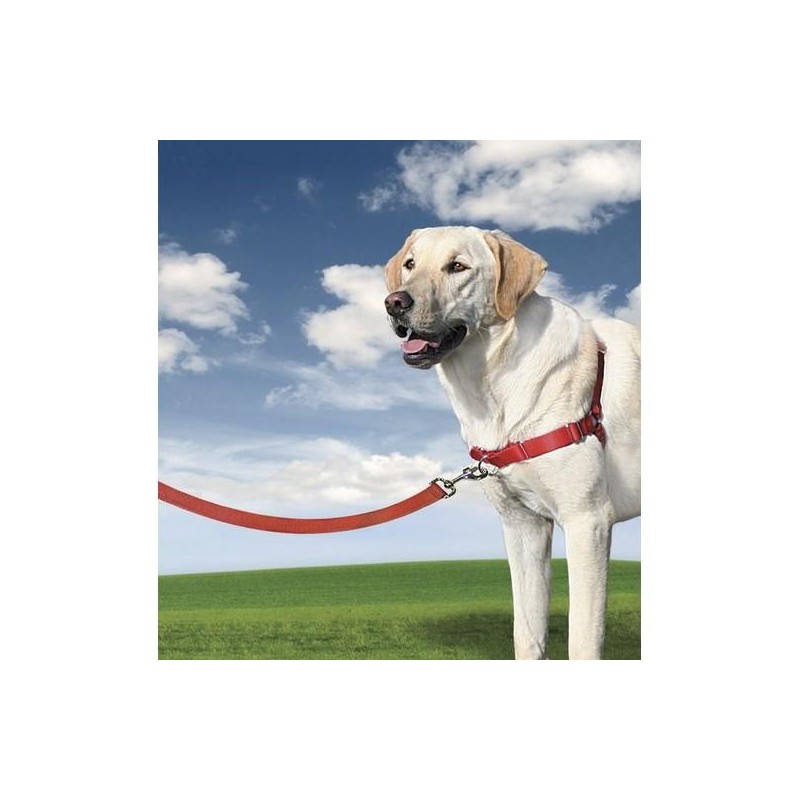 Harnais éducation Easy Walk pour chien Taille : S (38cm*51cm)