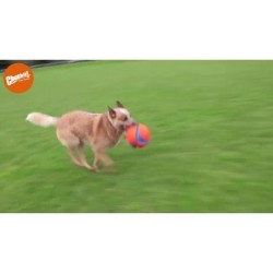 Chuckit! Kick Fetch Dog S