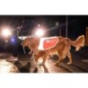Veste reflechissante pour chien NON-STOP Dogwear Taille : XL
