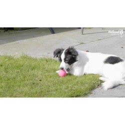 Chien Comètes Vert Poussière d'Étoile S