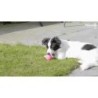 Chien Comètes Vert Poussière d'Étoile S