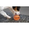 Chien Comètes Polaris Vert Rose