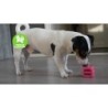 Comètes pour chiens Protostar Rose