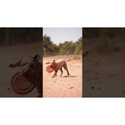 Chien Comètes Flyer OVNI Orange