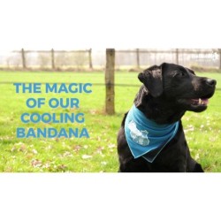 Bandana rafraîchissant CoolPets L