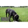 Chien de campagne Tiny Lucky