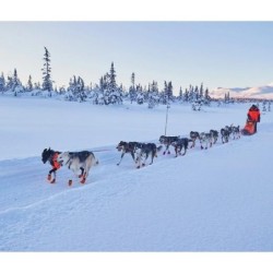 Harnais Nansen 5.0 Nome - NON-STOP Dogwear Taille 7