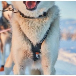 Harnais Nansen 5.0 Nome - NON-STOP Dogwear Taille 8