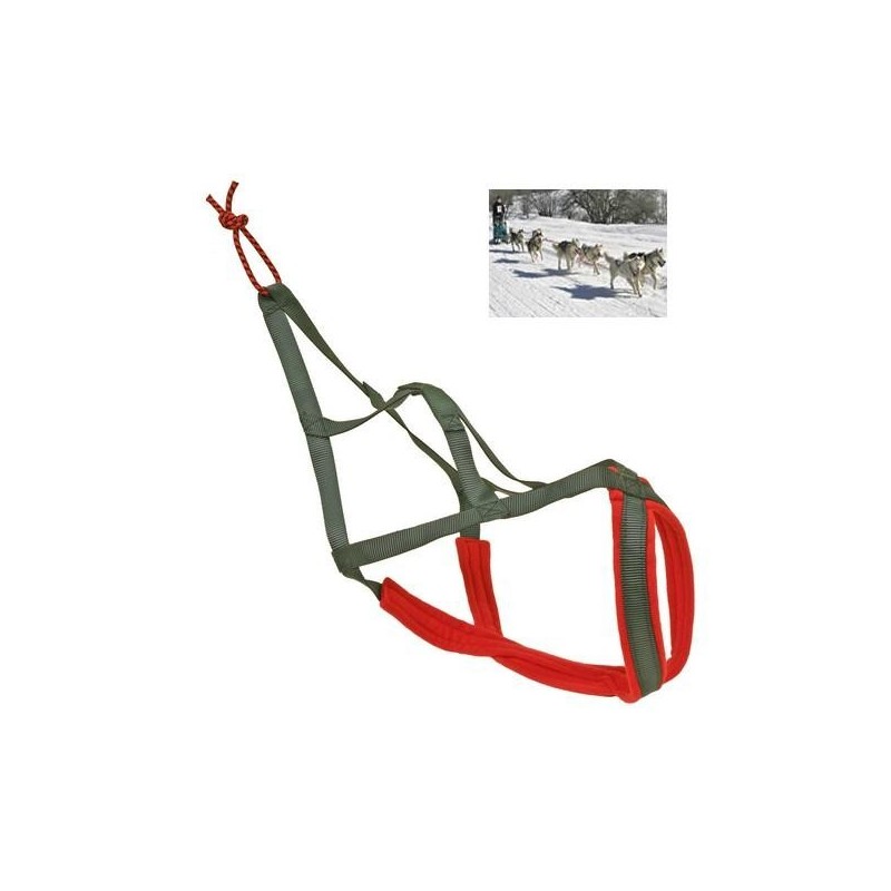 Harnais pour chien de traineau Taille XXL Tour de cou  65cm