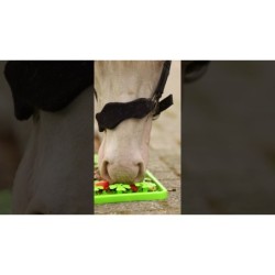 Excellent tapis à renifler pour chevaux