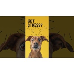 Excellent Pets No Stress Soft Chews 16 friandises