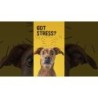 Excellent Pets No Stress Soft Chews 16 friandises