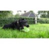 Fuzzle avec un ours qui couine