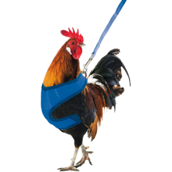 Harnais pour poulet Gaun