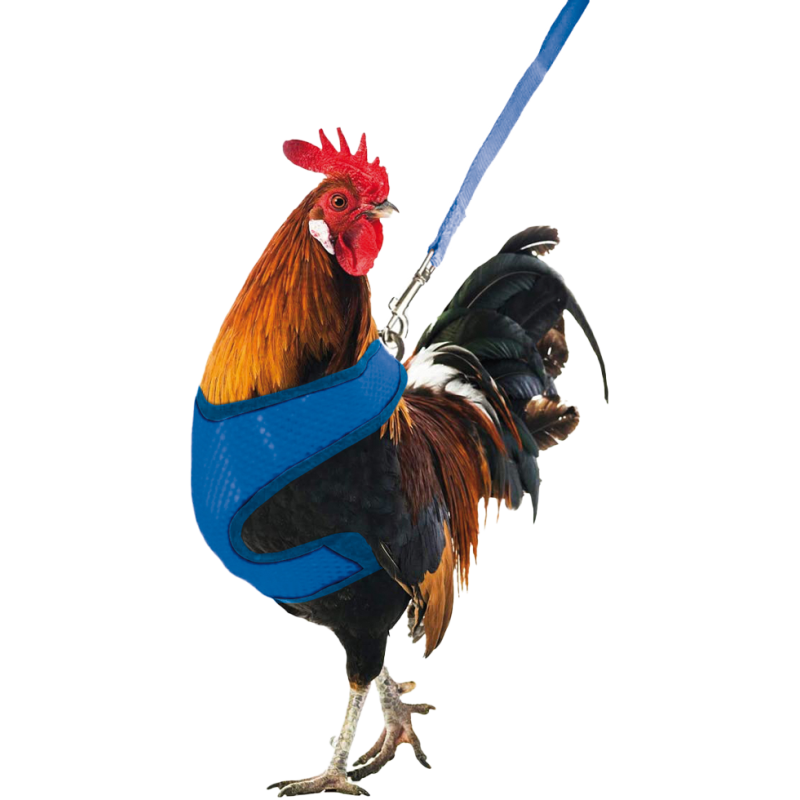 Harnais pour poulet Gaun