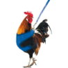 Harnais pour poulet Gaun
