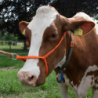 Licol Veau réglable large orange Vache