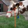 Licol Veau réglable large orange Grande Vache