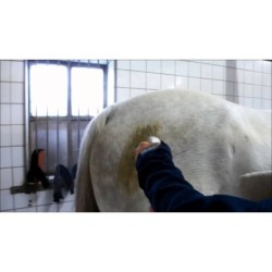 Excellent Spray nettoyant haute brillance pour chevaux 500 ml