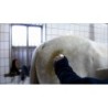 Excellent Spray nettoyant haute brillance pour chevaux 500 ml