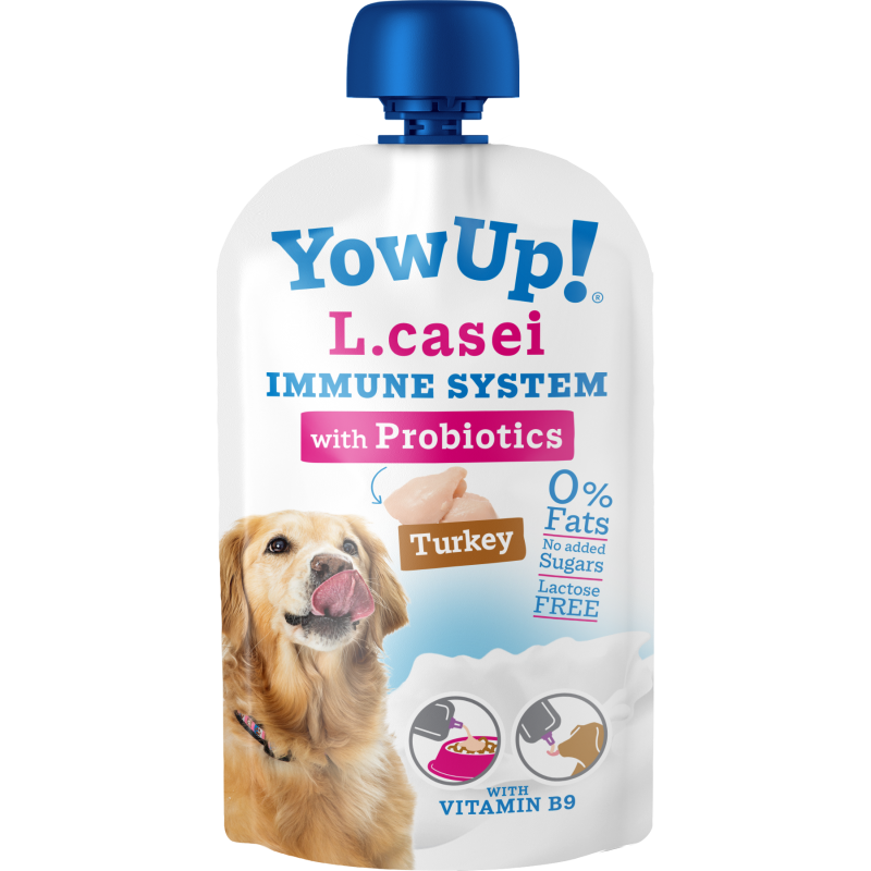 YowUp! L. Casei, chien dindon au système immunitaire