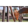 Mangeoire lente pour foin Fun & Flex Carotte Orange