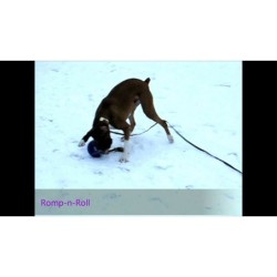Jolly Romp-n-Roll Rouge S (11 cm)