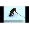 Jolly Romp-n-Roll Bleu M (15 cm)